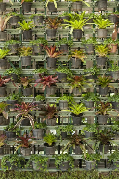 Papel Parede Plantas Envasadas Parede São Decorados Com Plantas Envasadas — Fotografia de Stock