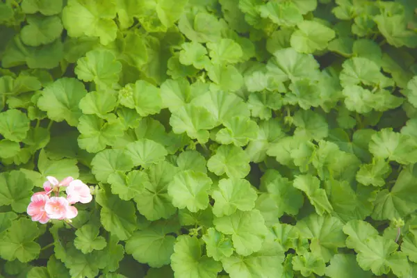 Yaprak Yeşil Duvar Kağıdı Pembe Çiçek — Stok fotoğraf