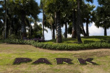 palmiye ağaçları ve park ifadeler