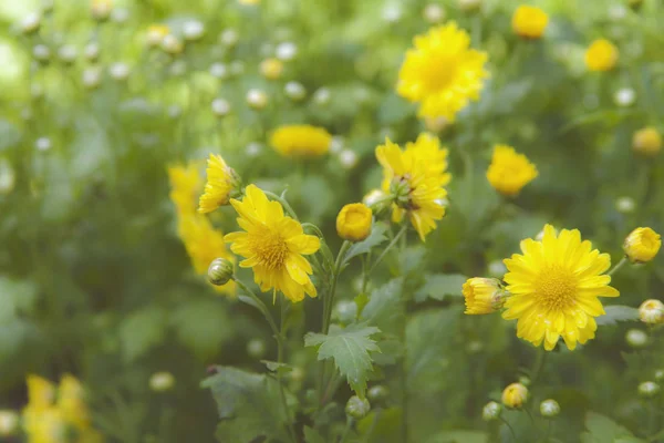 Yellow Flower Garden Yellow Flower Background — Stock Photo, Image