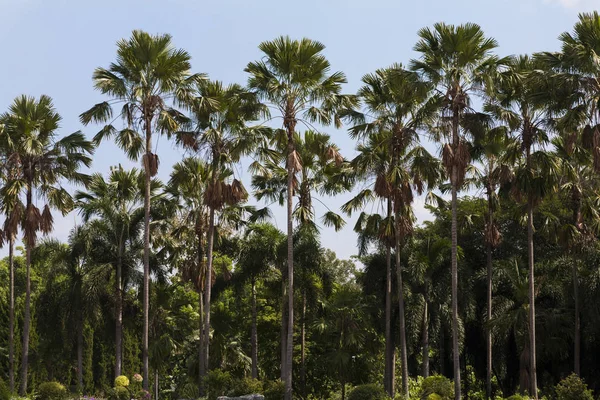Palmy Kokosowe Pochmurno Niebo — Zdjęcie stockowe