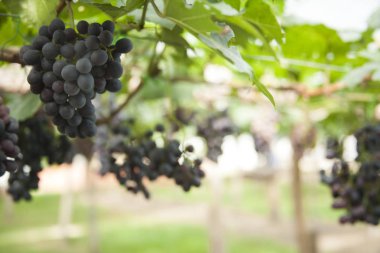 Bağ / Çekirdeksiz üzüm, güzellik çekirdeksiz