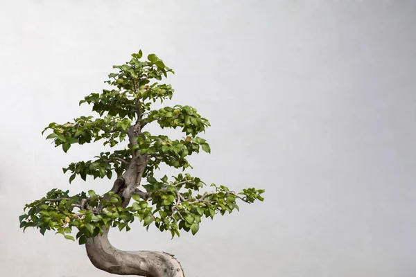 Árbol Ornamental Chino Con Fondo Blanco — Foto de Stock