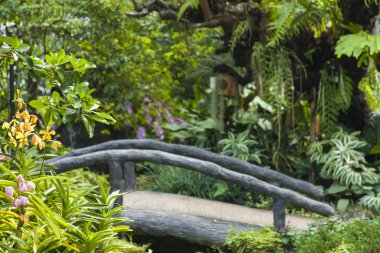 Güzel tropik bahçe / peyzaj tropikal bitkilerle