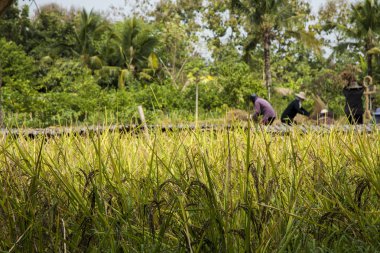 Asya çiftçilerin pirinç tohumu hasat