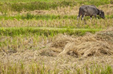 Bir alanda çim yeme Buffalo / su bufalo, Asya buffalo