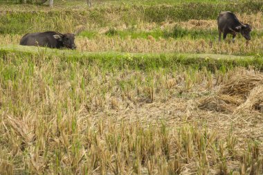 Bir alanda çim yeme Buffalo / su bufalo, Asya buffalo
