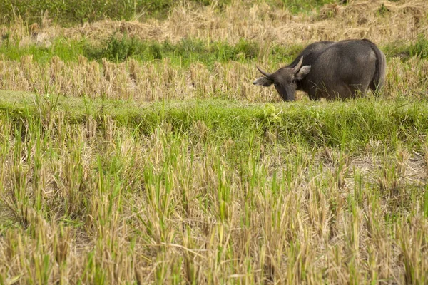 Bir Alanda Çim Yeme Buffalo Bufalo Asya Buffalo — Stok fotoğraf