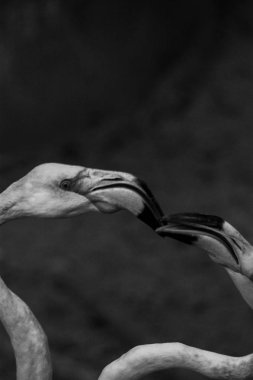 Amerikan flamingolar / siyah-beyaz sanat fotoğraf