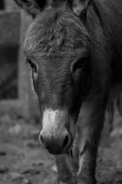 Donkey Black White Photography — Stock Photo, Image