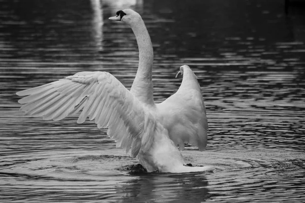 Cisne Branco Voar Preto Branco Fotografia — Fotografia de Stock