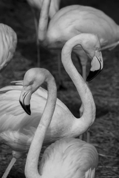 Flamencos Americanos Fotografía Blanco Negro — Foto de Stock