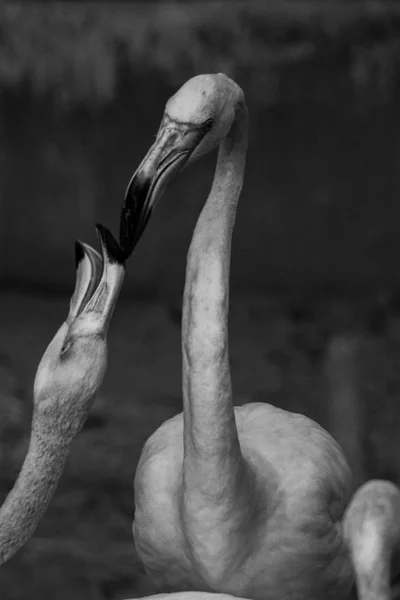 American Flamingos Black White Art Photography — Stock Photo, Image