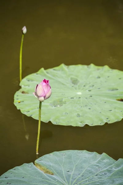 池の蓮 熱帯プールの蓮の花 — ストック写真