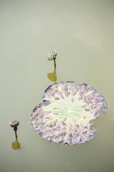 Lotosový Květ Rybníku Lotosové Květy Tropickém Bazénu — Stock fotografie