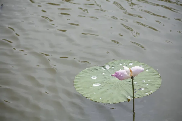 池の蓮 熱帯プールの蓮の花 — ストック写真