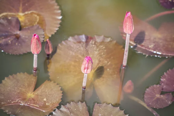 Lotosový Květ Rybníku Lotosové Květy Tropickém Bazénu — Stock fotografie