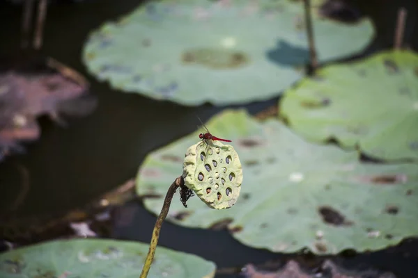 Libélula Flores Loto Flores Loto Una Piscina Tropical —  Fotos de Stock