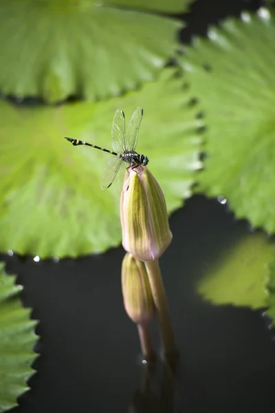 Dragonfly Και Λωτού Λουλούδια Lotus Λουλούδια Μια Τροπική Πισίνα — Φωτογραφία Αρχείου