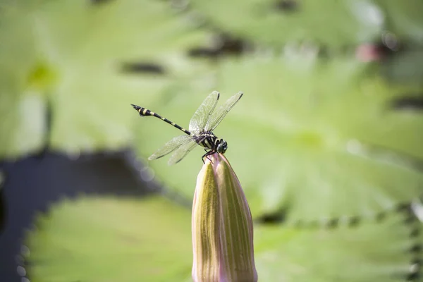 Dragonfly and lotus flowers / Lotus flowers in a tropical pool