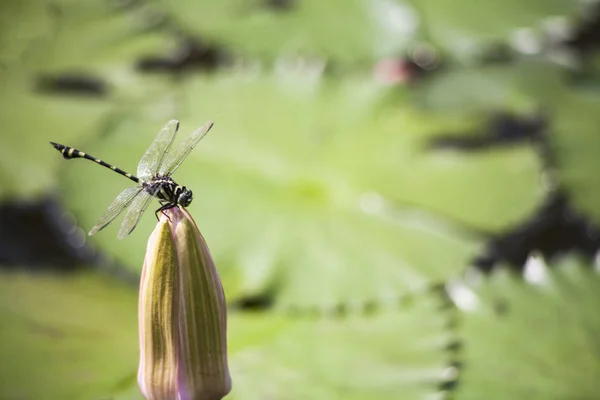 热带池塘中的蜻蜓和荷花 — 图库照片