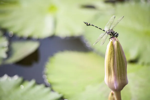 Dragonfly and lotus flowers / Lotus flowers in a tropical pool