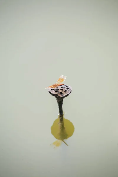 Szitakötő Lótuszvirág Lótusz Virágok Trópusi Medencében — Stock Fotó