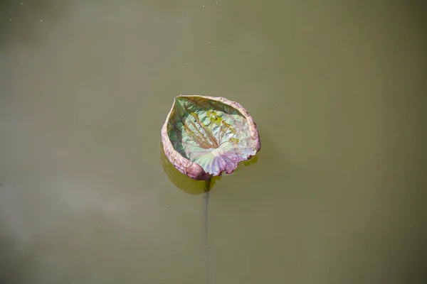 Lotosový List Lotosové Květy Tropickém Bazénu — Stock fotografie