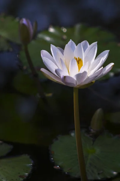 White lotus flower / Lotus bloom in the pond