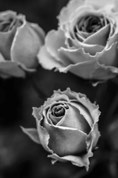 Roses Noires Blanches Fond Rose Monochrome — Photo