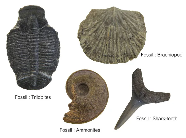 Esemplari Fossili Quattro Esemplari Fossili Esemplari Pratici Studio Della Scienza — Foto Stock