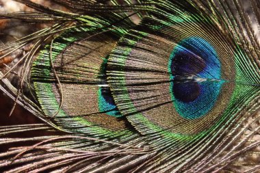 Tavus kuşu tüyü görüntü kadar kapatın 