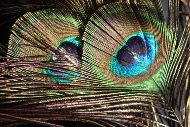 tavus kuşu tüyleri göz