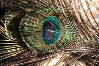 tavus kuşu tüyleri göz