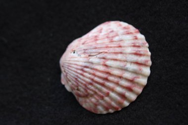 Plaj Seashells Doğal Renkler 