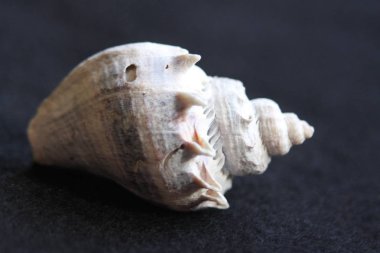 Plaj Seashells Doğal Renkler 