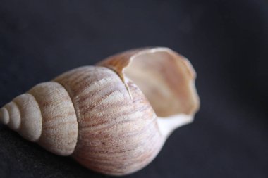 Makro görüntüleri Beach Seashells Doğal Renkler 