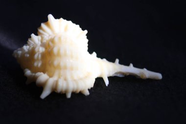 Deniz Kıyısında Deniz Kabuklarını Satıyor