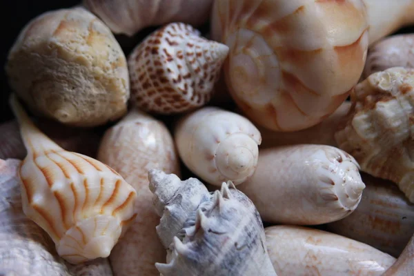 Beach Seashells Natural  Colors — Stock Photo, Image