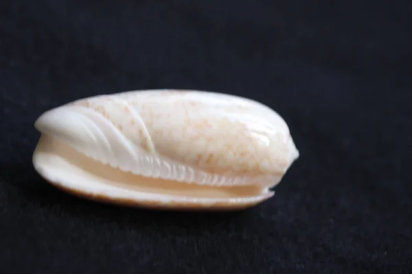 Strand schelpen natuurlijke kleuren — Stockfoto