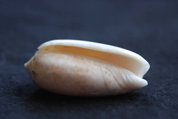 Beach Seashells naturliga färger — Stockfoto