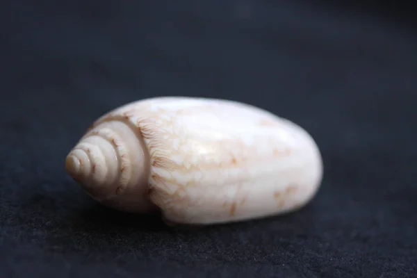 Strand schelpen natuurlijke kleuren — Stockfoto