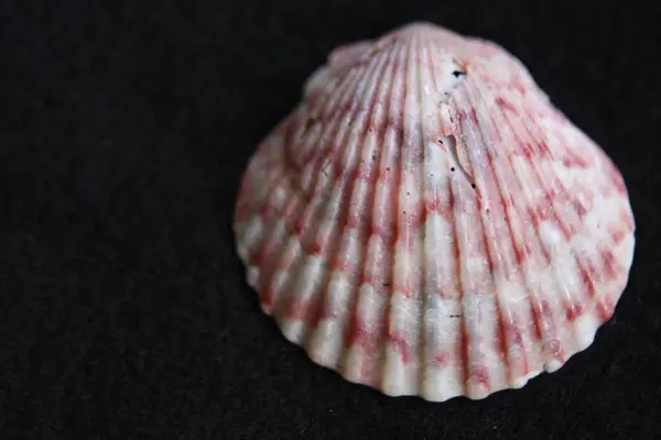Praia Seashells Cores naturais — Fotografia de Stock