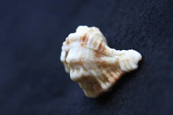 Macro imágenes Beach Seashells Colores naturales —  Fotos de Stock