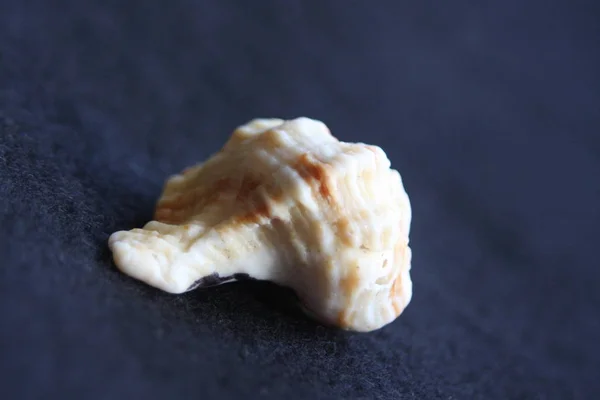 Macro imagery Praia Seashells Cores naturais — Fotografia de Stock