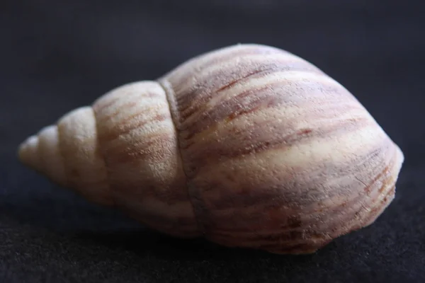 Macro beelden strand schelpen natuurlijke kleuren — Stockfoto