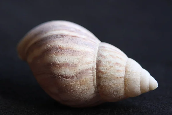 Macro imagery Praia Seashells Cores naturais — Fotografia de Stock