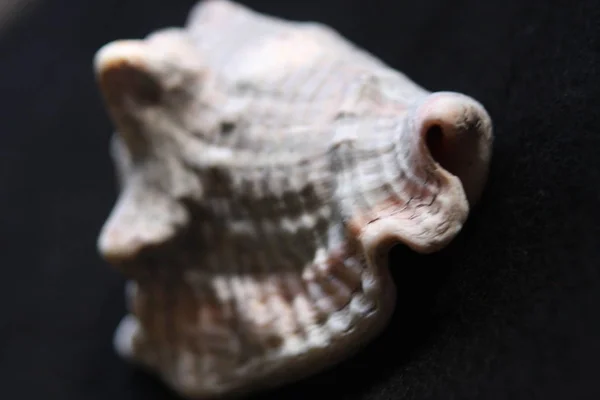 Macro imagery Praia Seashells Cores naturais — Fotografia de Stock