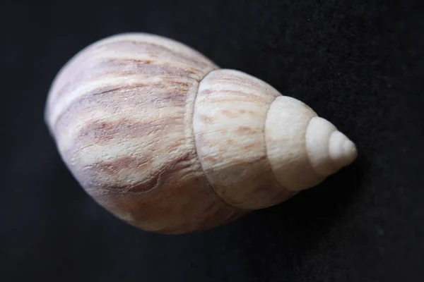 Macro imagery Praia Seashells Cores naturais — Fotografia de Stock