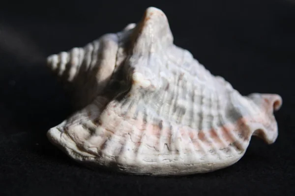 Conch Sea Shell — Stock Photo, Image